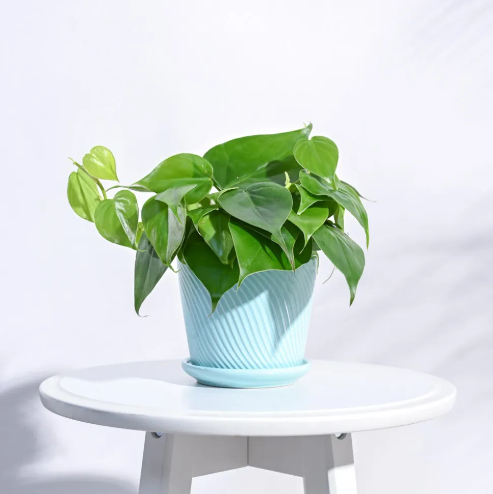 Spiro Ceramic Pot