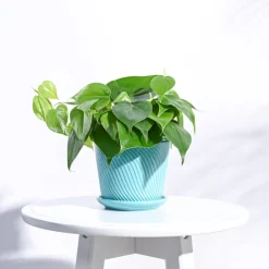 Spiro Ceramic Pot