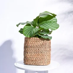 Square Cane Planter