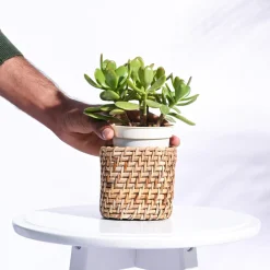 Square Cane Planter