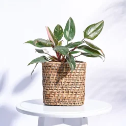 Square Cane Planter