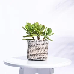 Square Cane Planter