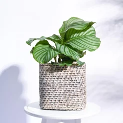 Square Cane Planter