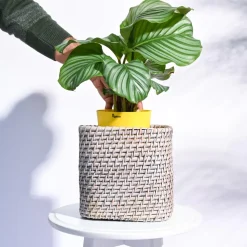 Square Cane Planter