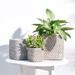 Square Cane Planter