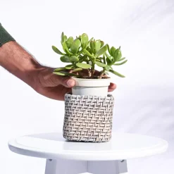 Square Cane Planter