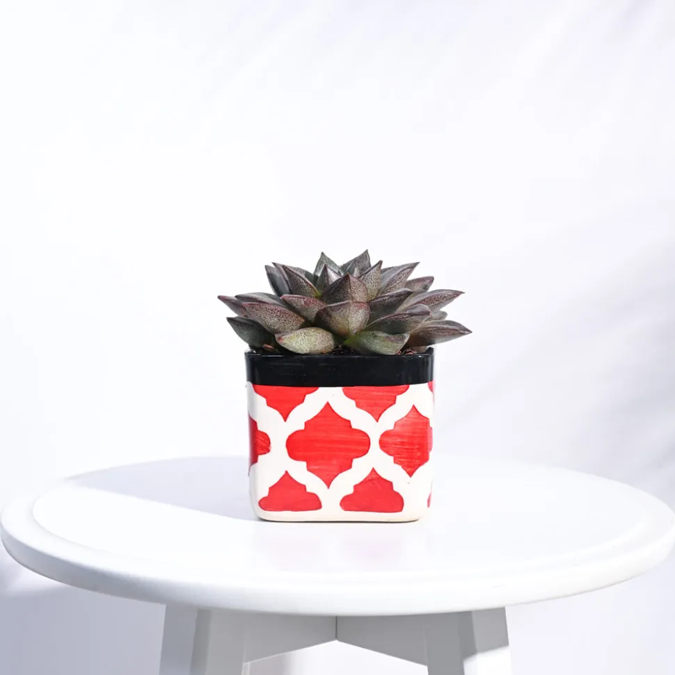 Square Ceramic Pot (3.5 Inch Width)