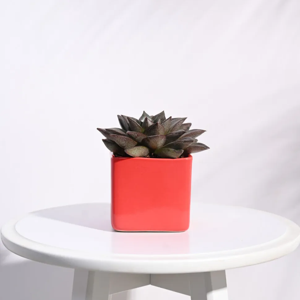 Square Ceramic Pot (3.5 Inch Width)