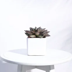 Square Ceramic Pot (3.5 Inch Width)