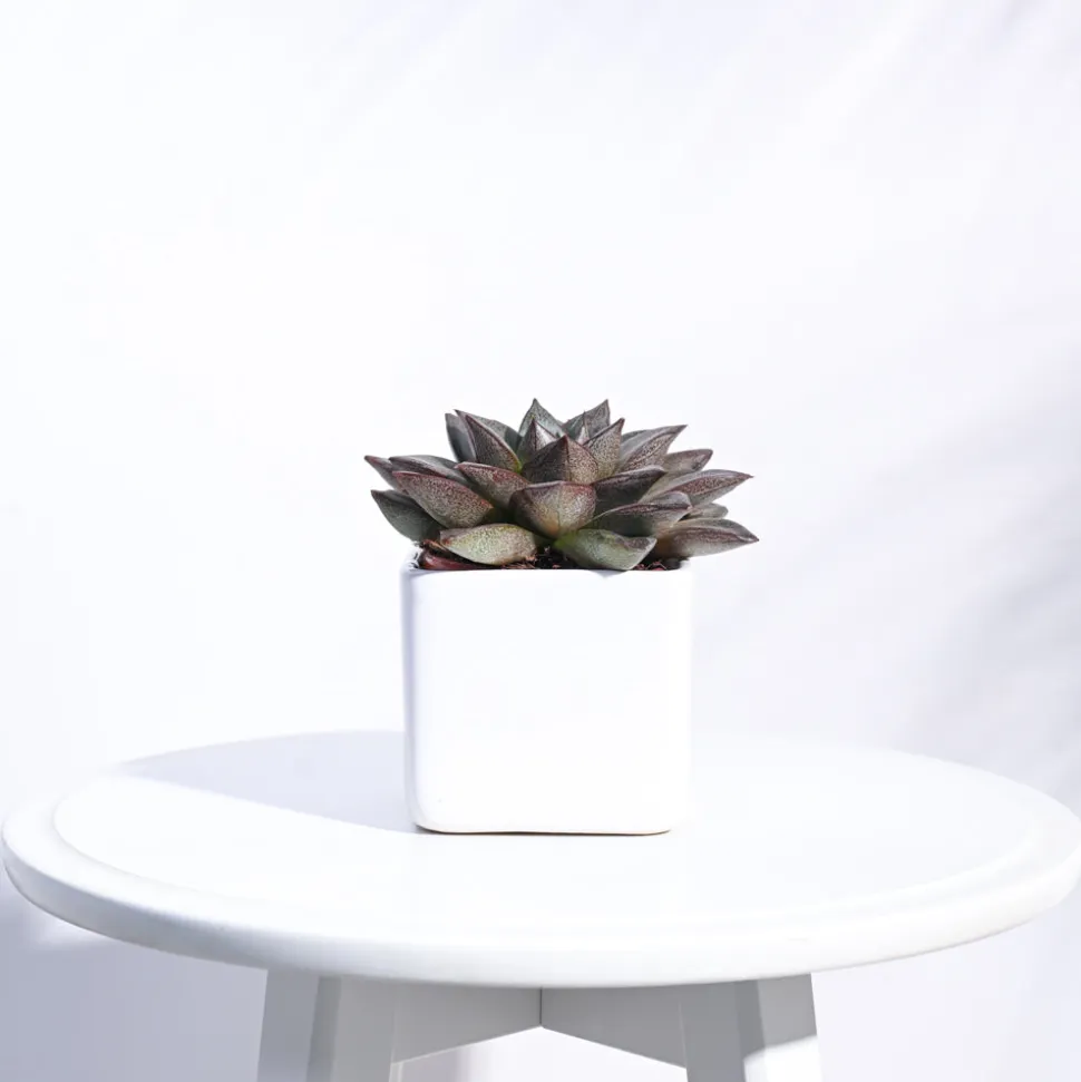 Square Ceramic Pot (3.5 Inch Width)