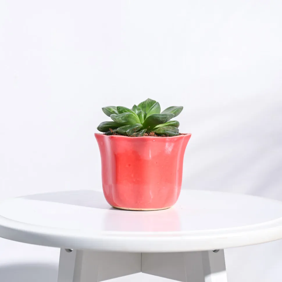 Star Ceramic Pot (4.2 Inch Width)