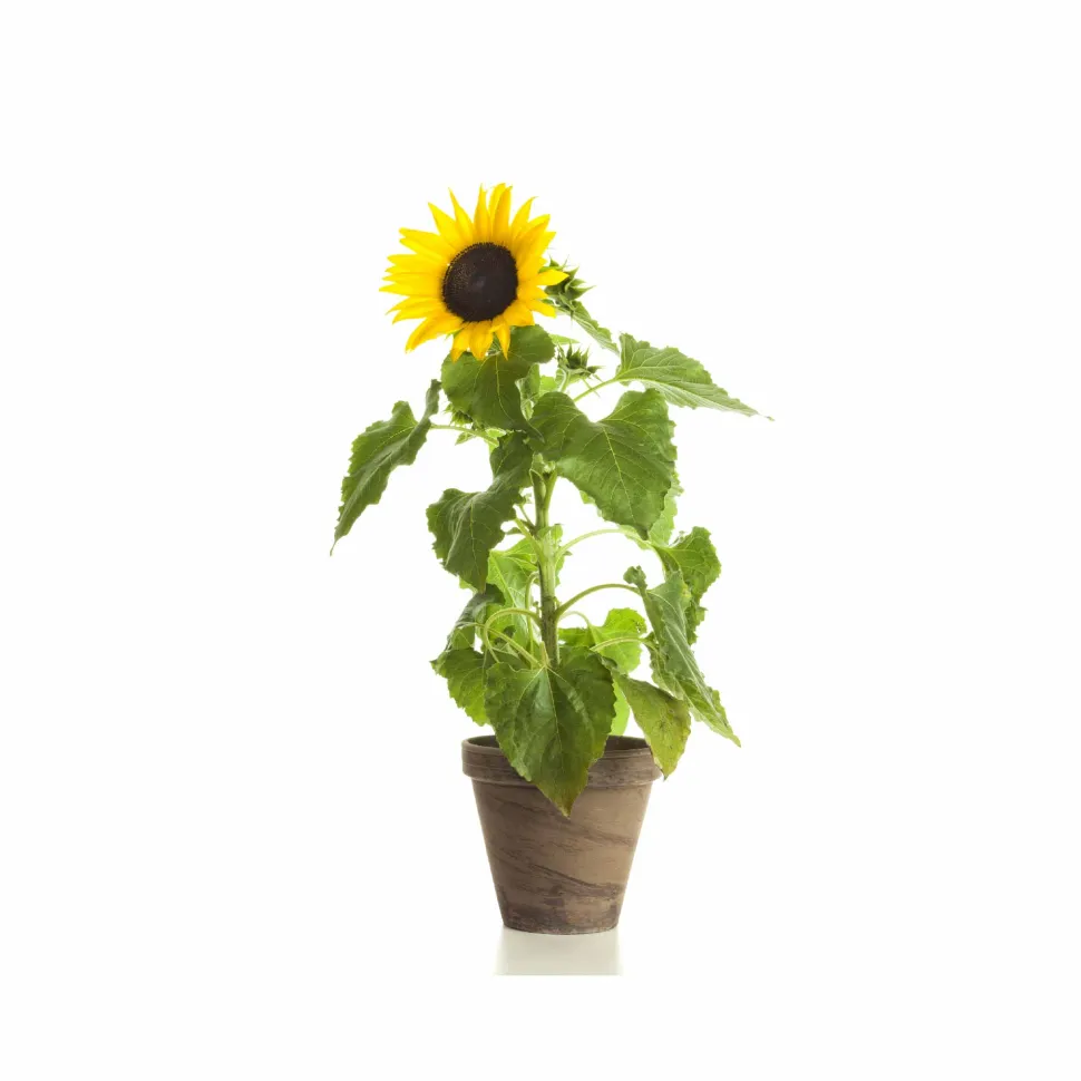 Sunflower Oil Seeds
