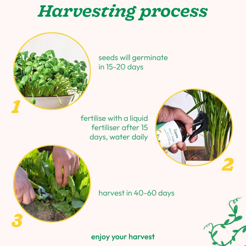 Sunflower Oil Seeds