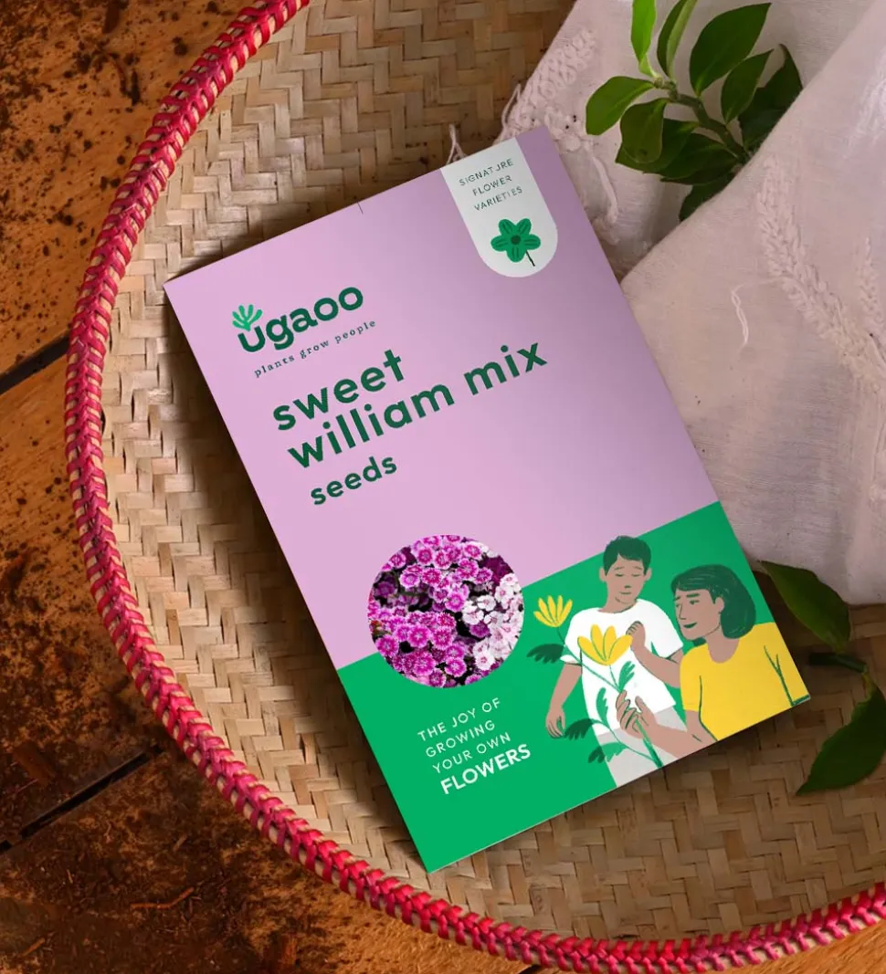 Sweet William Mixed Seeds