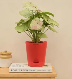 Syngonium Confetti