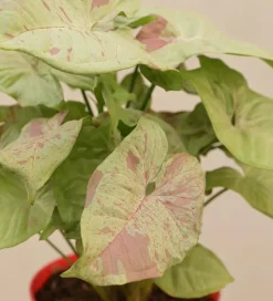 Syngonium Confetti