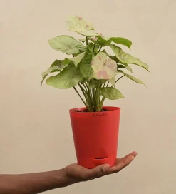 Syngonium Confetti