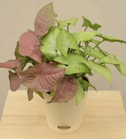 Syngonium Pink Neon and White Butterfly Plant Bouquet