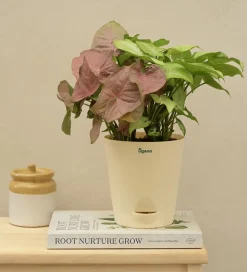 Syngonium Pink Neon and White Butterfly Plant Bouquet