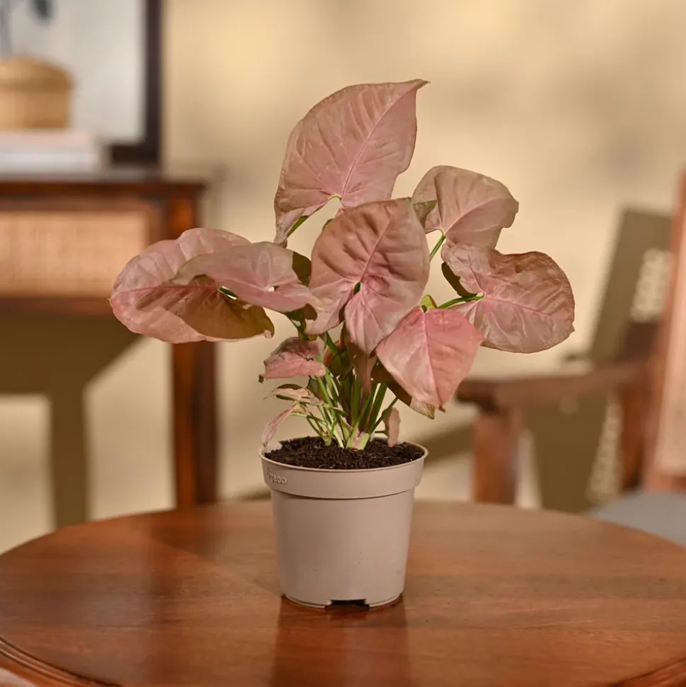 Syngonium Pink Plant