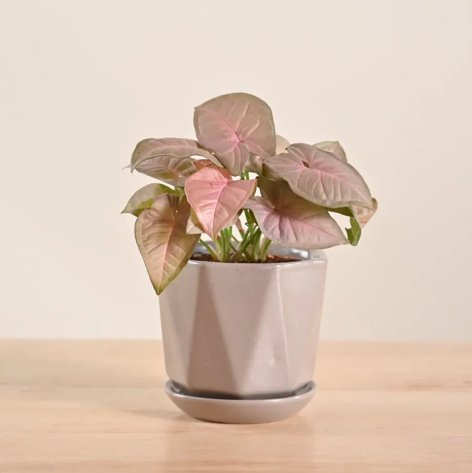 Syngonium Pink Plant