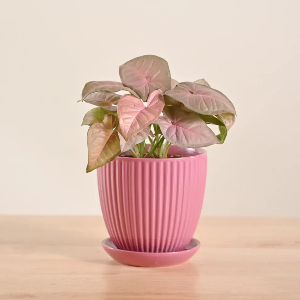 Syngonium Pink Plant