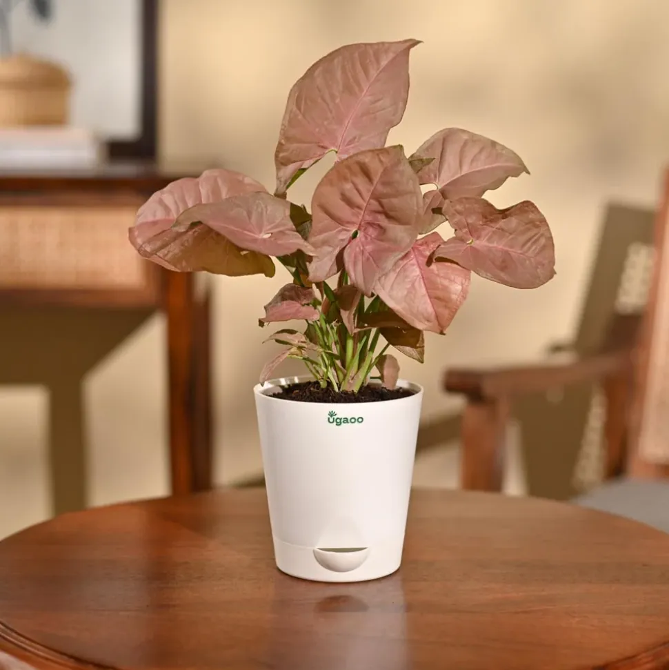 Syngonium Pink Plant