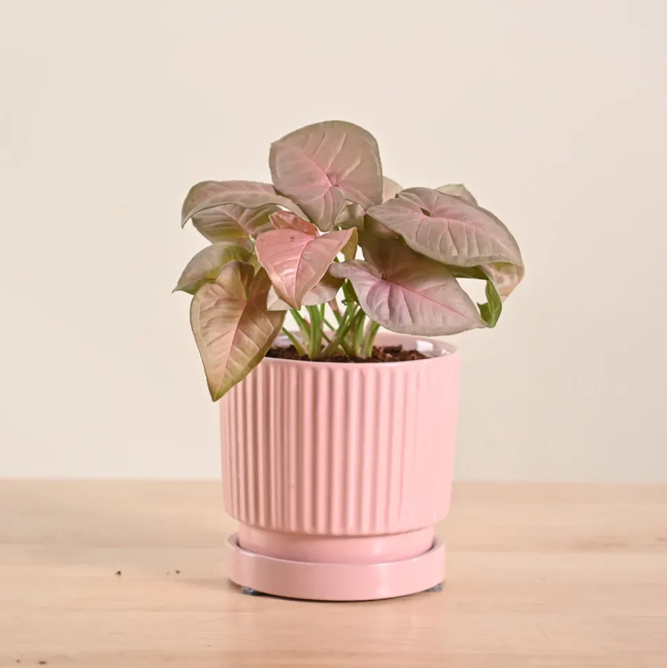 Syngonium Pink Plant