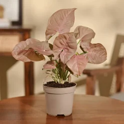 Syngonium Pink Plant