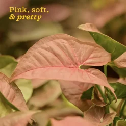 Syngonium Pink Plant