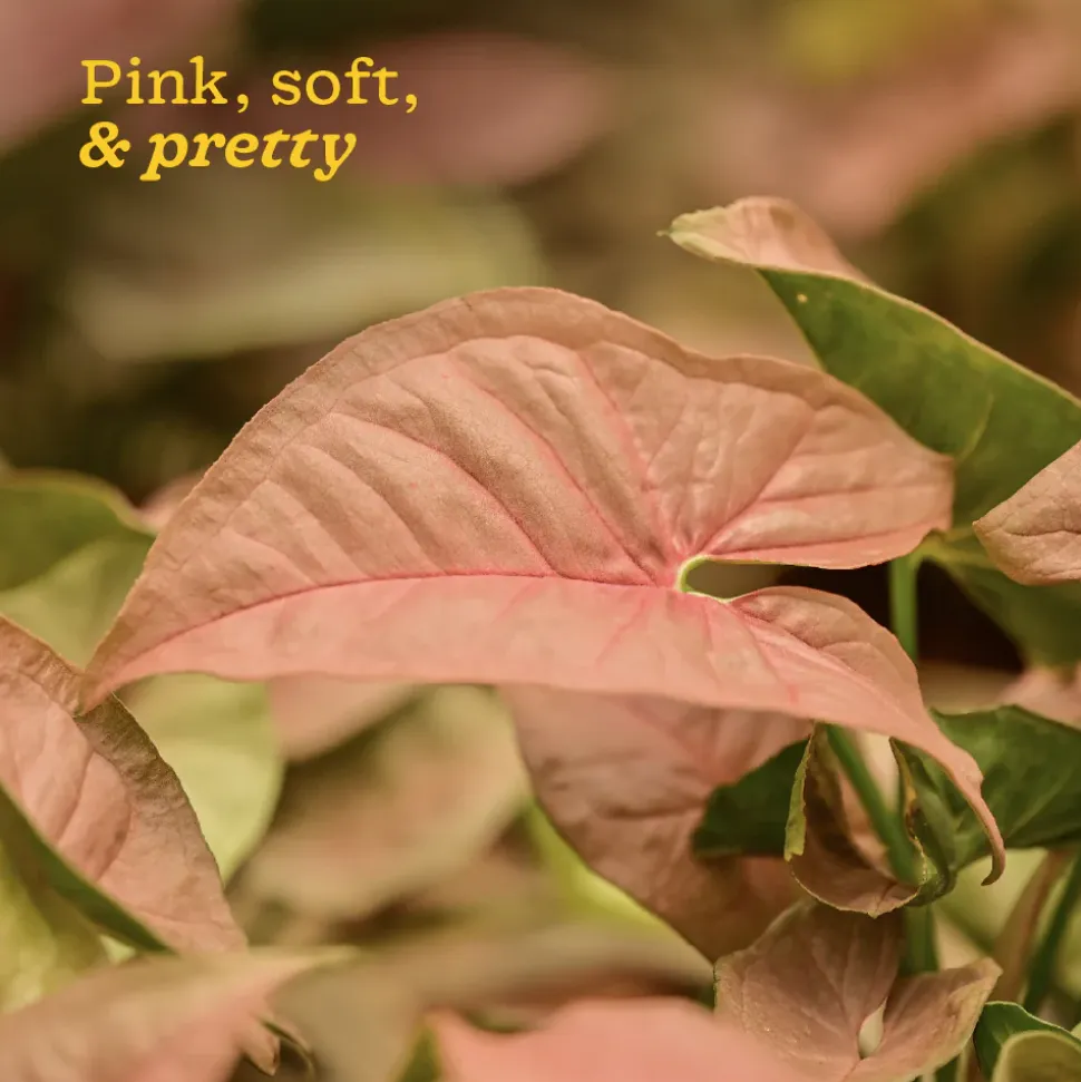 Syngonium Pink Plant
