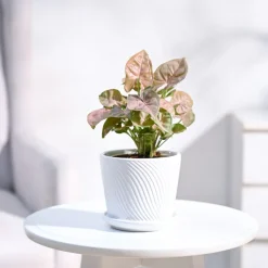 Syngonium Pink Plant