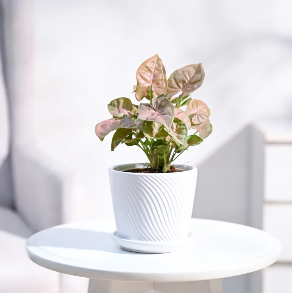 Syngonium Pink Plant