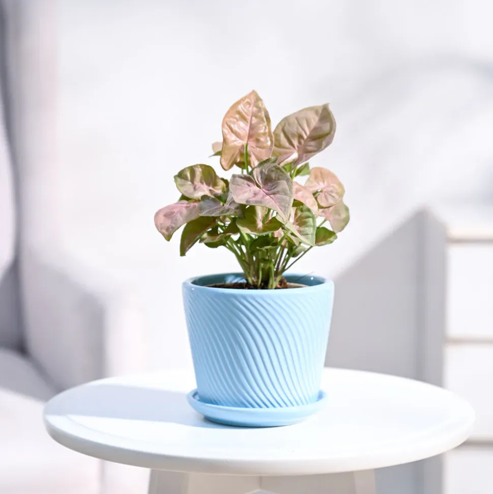 Syngonium Pink Plant