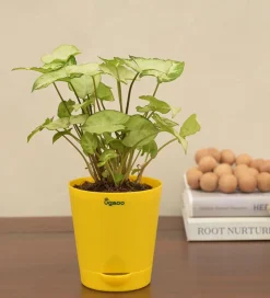 Syngonium Pixie Plant