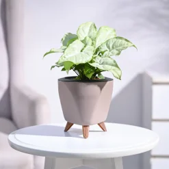 Syngonium White Butterfly Plant