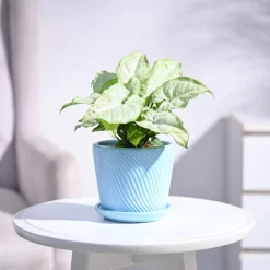 Syngonium White Butterfly Plant