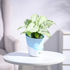 Syngonium White Butterfly Plant