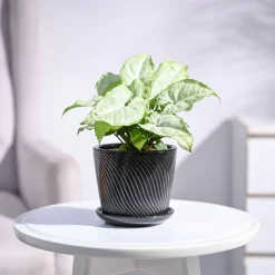 Syngonium White Butterfly Plant