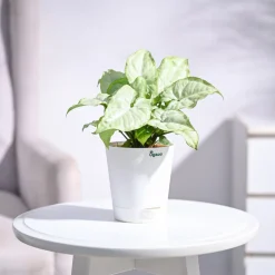 Syngonium White Butterfly Plant