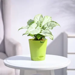Syngonium White Butterfly Plant