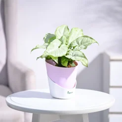 Syngonium White Butterfly Plant