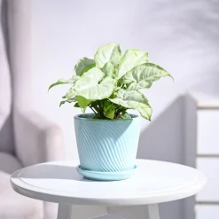 Syngonium White Butterfly Plant