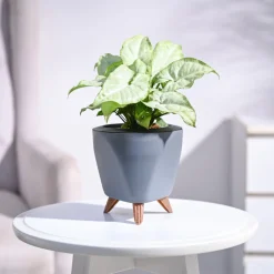 Syngonium White Butterfly Plant
