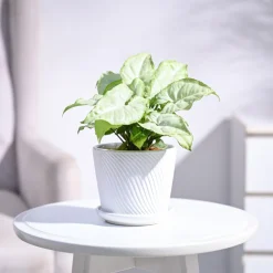 Syngonium White Butterfly Plant