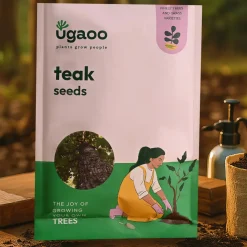 Teak Seeds (Tectoma Grandis) - 100 g