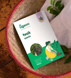 Teak Seeds (Tectoma Grandis) - 100 g