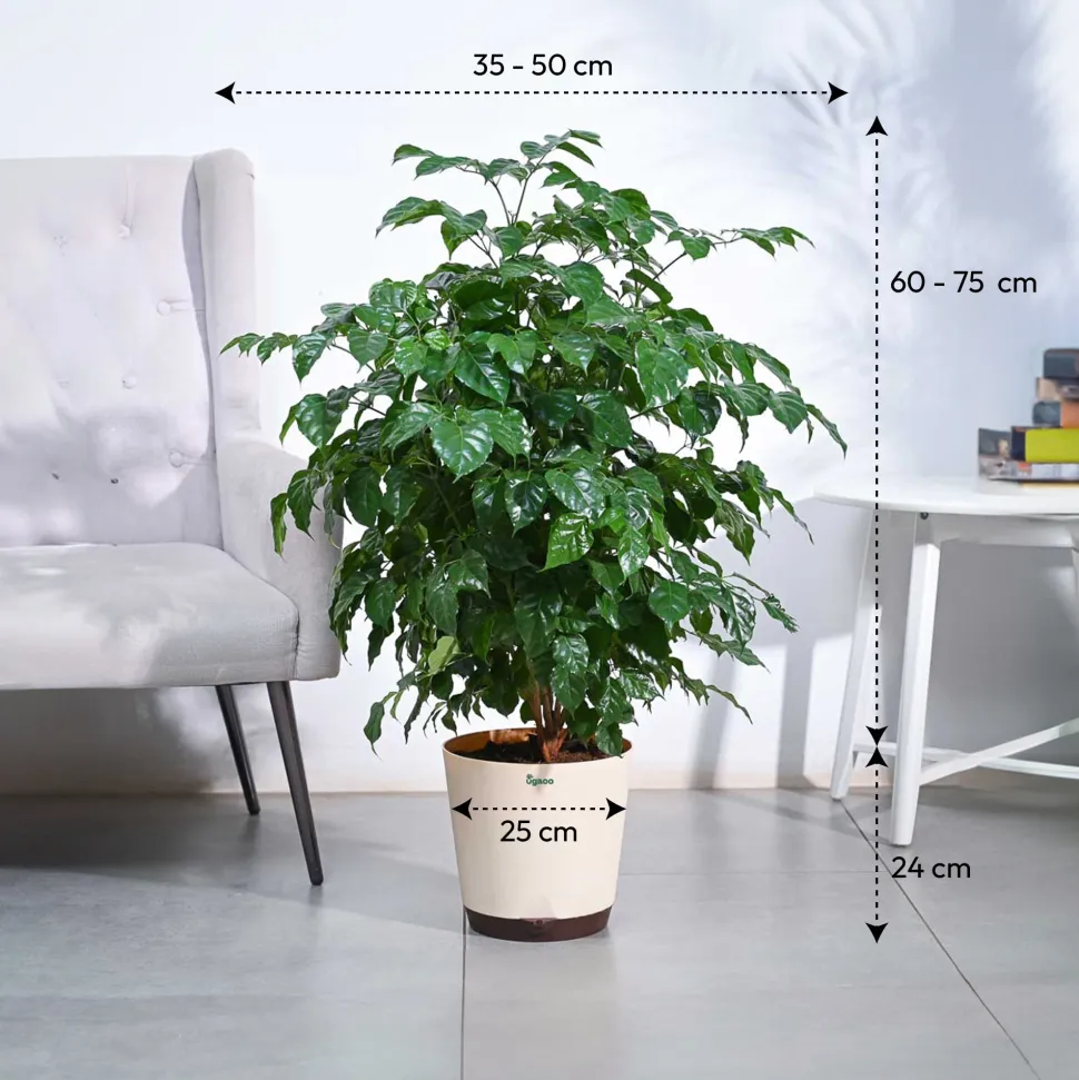 The China Doll Plant - XL