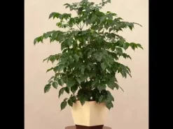 The China Doll Plant - XL