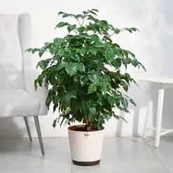 The China Doll Plant - XL